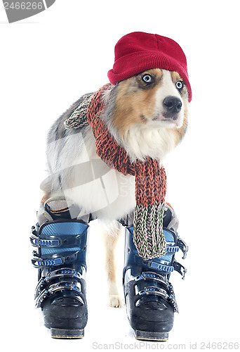 Image of australian shepherd and ski shoes