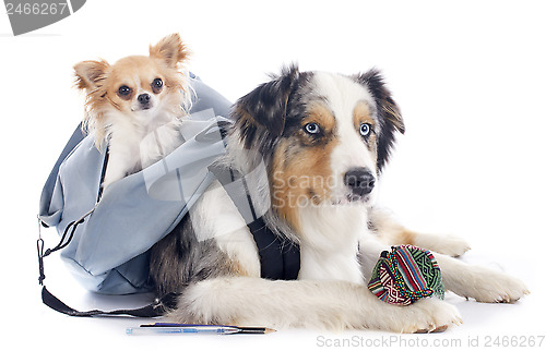Image of dogs to school