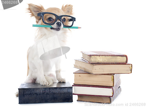 Image of chihuahua and books