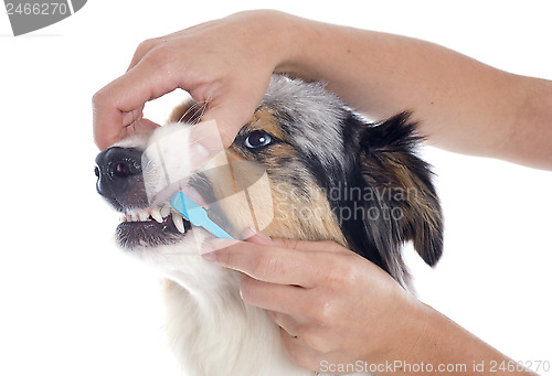 Image of australian shepherd and toothbrush