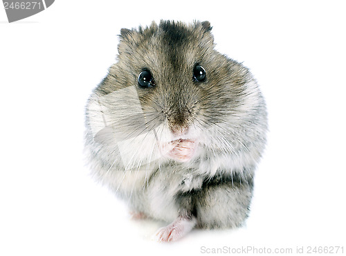 Image of russian hamster