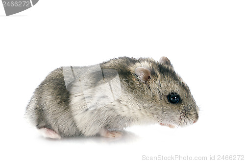 Image of russian hamster