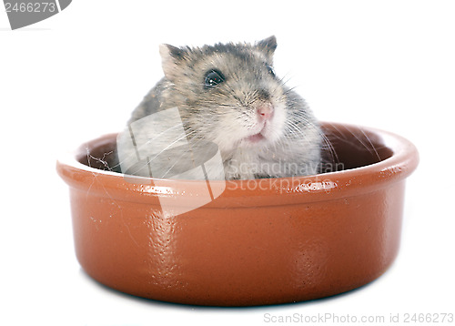 Image of russian hamster in bowl