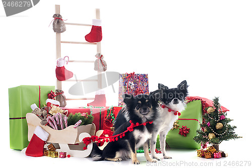 Image of christmas chihuahuas