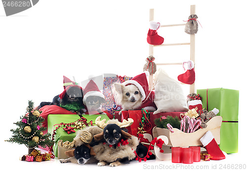 Image of christmas chihuahuas