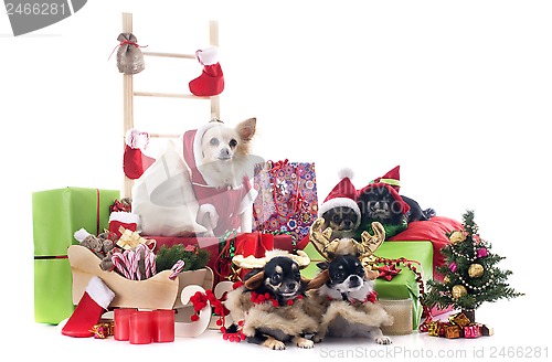 Image of christmas chihuahuas