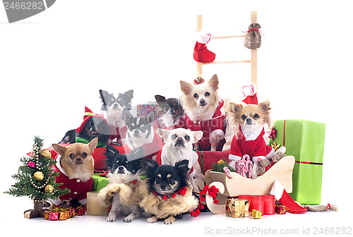 Image of christmas chihuahuas