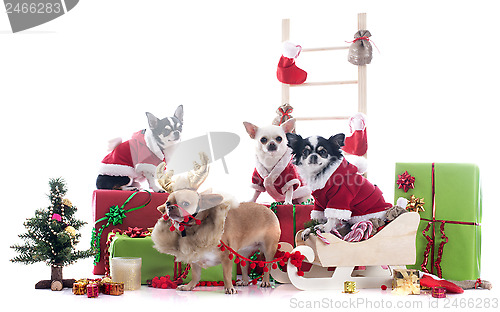 Image of christmas chihuahuas