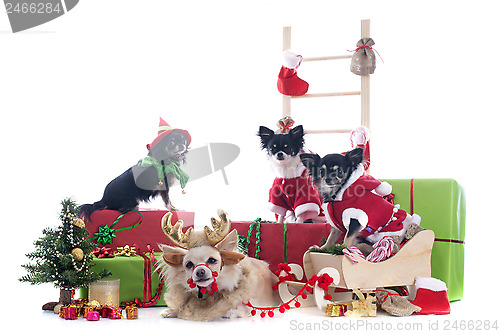 Image of christmas chihuahuas