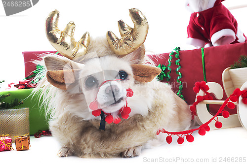 Image of reindeer chihuahua