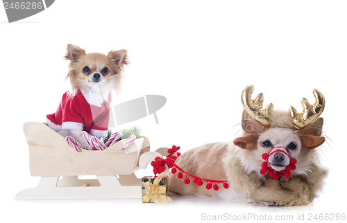 Image of chihuahuas and sledge