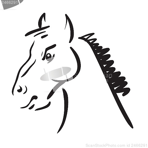 Image of an horse on white background 