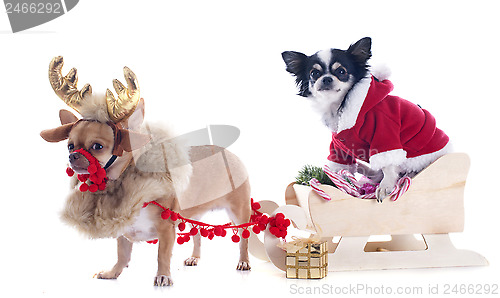 Image of chihuahuas and sledge