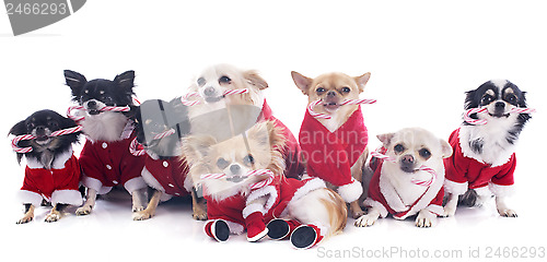 Image of dressed chihuahuas