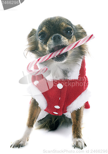 Image of christmas chihuahua