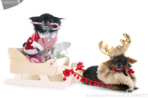 Image of christmas chihuahuas