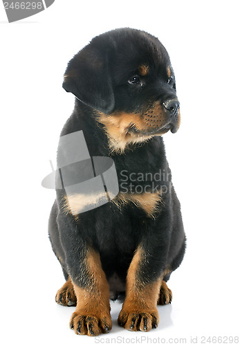 Image of puppy rottweiler