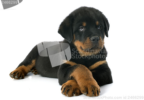 Image of puppy rottweiler