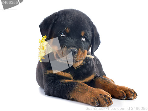 Image of puppy rottweiler and flower