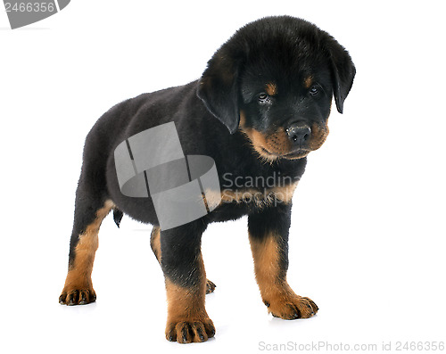 Image of puppy rottweiler