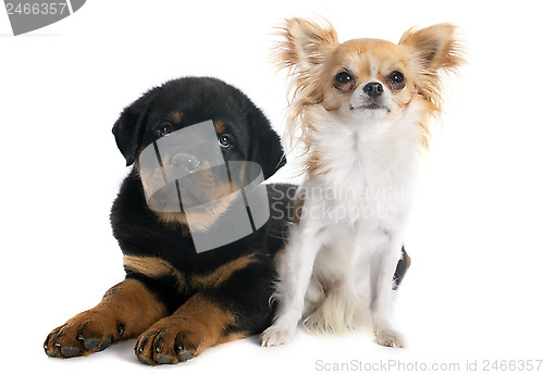 Image of puppy rottweiler and chihuahua