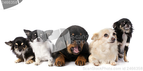 Image of puppy rottweiler and chihuahuas