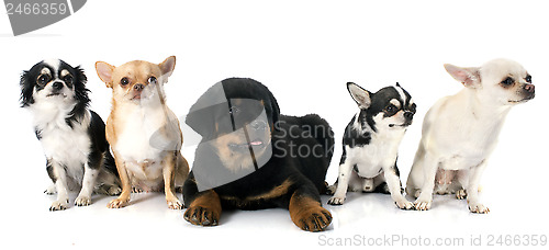 Image of puppy rottweiler and chihuahuas