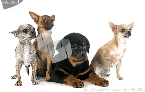 Image of puppy rottweiler and chihuahuas
