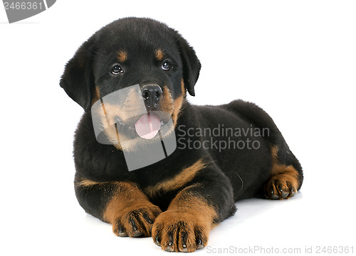 Image of puppy rottweiler