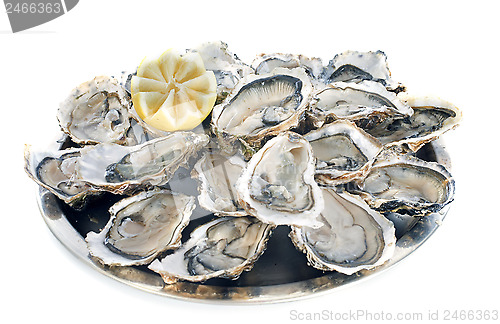 Image of french oysters