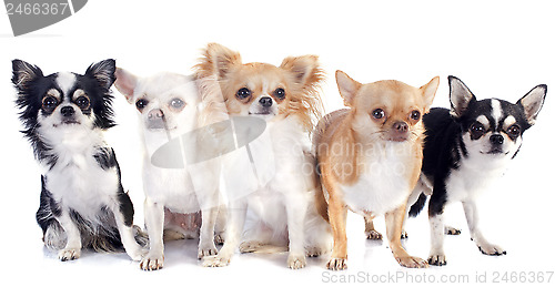 Image of chihuahuas