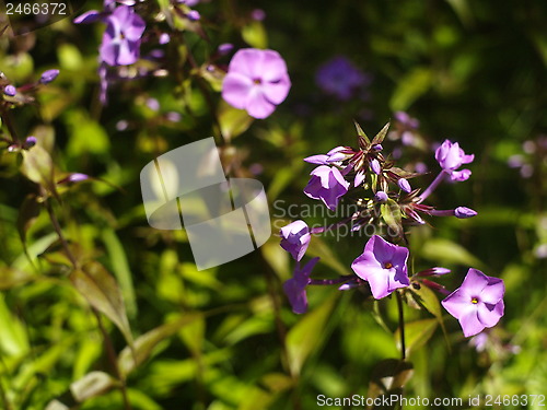 Image of purple flower