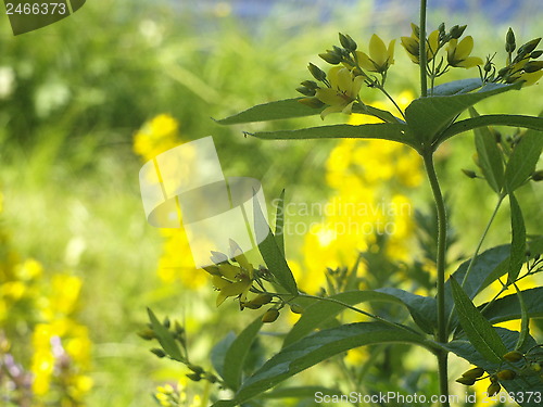 Image of yellow flower