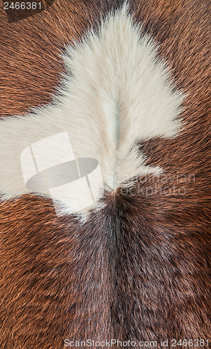 Image of Cow Fur