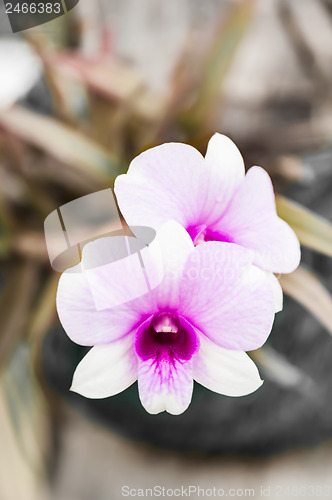 Image of Orchid