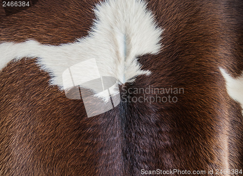 Image of Cow Fur