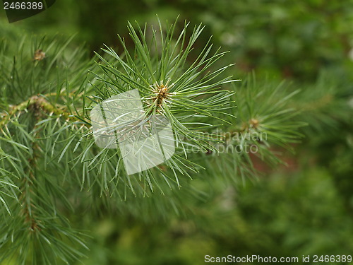 Image of pine needles
