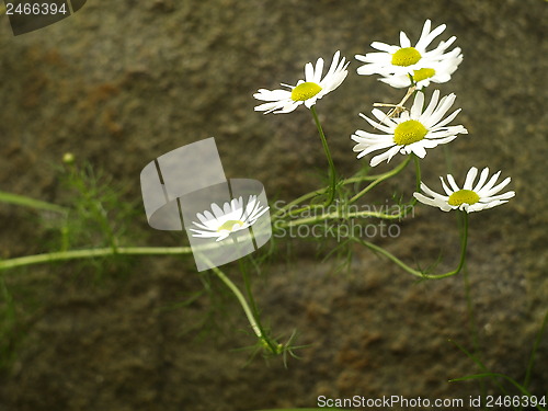 Image of Daisy flowers