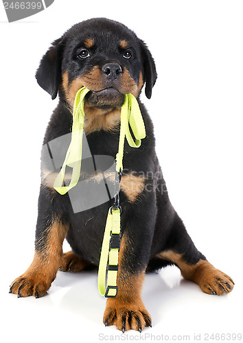 Image of rottweiler and leash