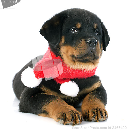 Image of puppy rottweiler christmas