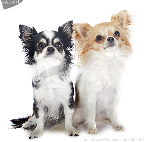 Image of chihuahuas