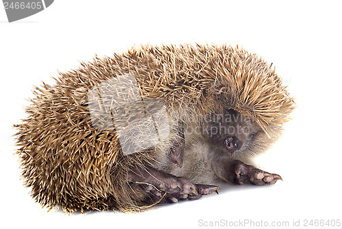 Image of hedgehog 