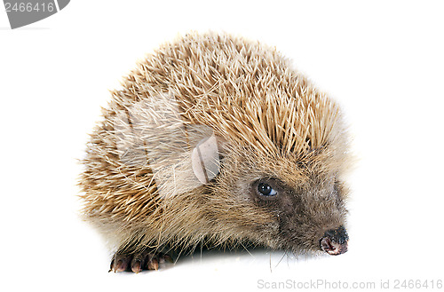 Image of hedgehog 