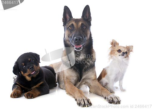 Image of three dogs