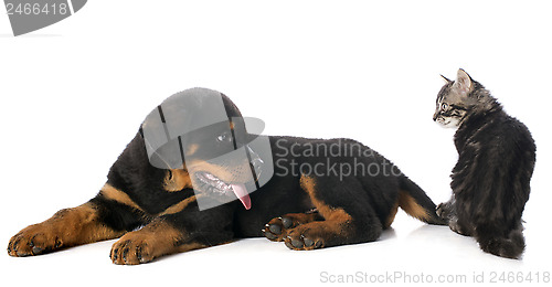 Image of puppy rottweiler and kitten