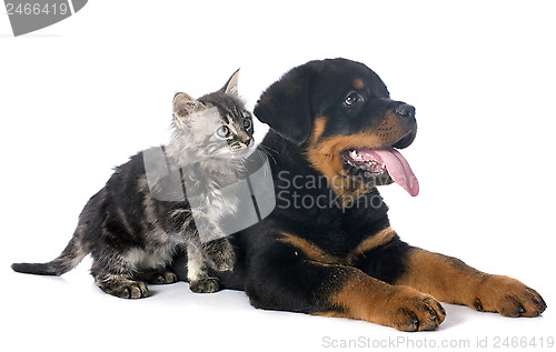 Image of puppy rottweiler and kitten