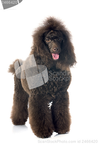 Image of brown poodle 