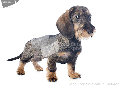 Image of puppy Wire haired dachshund