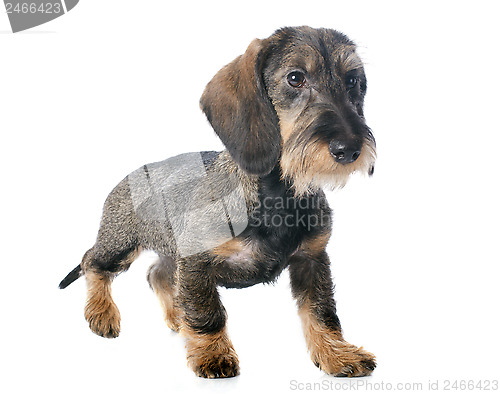 Image of puppy Wire haired dachshund