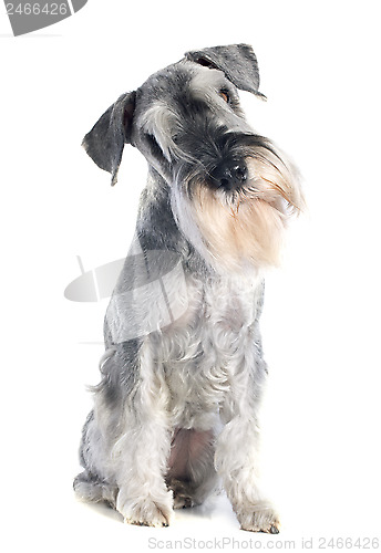 Image of standard schnauzer